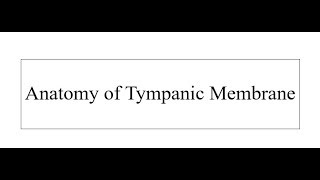 Anatomy of Tympanic Membrane [upl. by Derdlim]