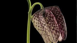 Fritillaria meleagris Snakes Head Fritillary flower timelpase [upl. by Ariella]