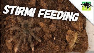 T STIRMI EATS A WILD PREY [upl. by Maud]