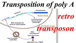 Transposition of a poly A retrotransposon [upl. by Holds]