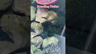 Breeding Platies… platy fish aquariums shorts pets [upl. by Anayaran]