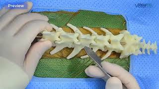 Canine Hemilaminectomy Cadaver Surgery [upl. by Enrobso19]