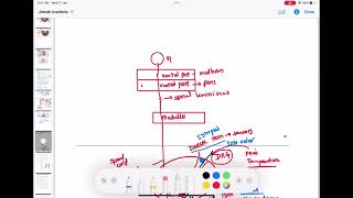 Spinothalamic tract  Ascending tracts of spinal cord neurology 61  First Aid USMLE Step 1 [upl. by Temme]