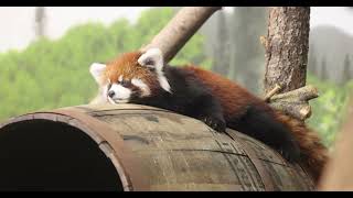 More Red Panda on a Barrel Videos [upl. by Adnowat]