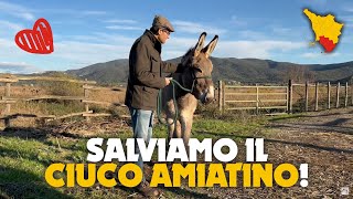 Salviamo il Ciuco Amiatino E non solo [upl. by Ahsena]