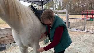 Girthing Placement  How to Measure amp Where to Buckle Your Freeform Treeless Saddle [upl. by Feola]