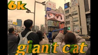 6K ultra HD giant 3D cat tokyo shinjuku [upl. by Lenahc]