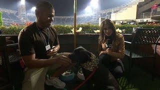 SEASD Padres open seats for dogs at Petco Park [upl. by Anayad224]