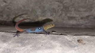 Tobago Ocellated Gecko Gonatodes ocellatus [upl. by Paulsen]