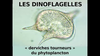 Les dinoflagellés derviches tourneurs du phytoplancton Hervé Kempf Lycée de lElorn [upl. by Navets386]