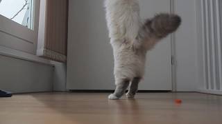 Cats Channel  Playing Sacred Birman Cat feathers toy  Spelende Heilige Birmaan kat [upl. by Yer609]