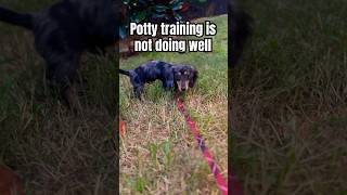 DISTRACTED PUPPY funny puppy dog dachshund training fyp shorts youtubeshorts dapple doxie [upl. by Yelbmik566]