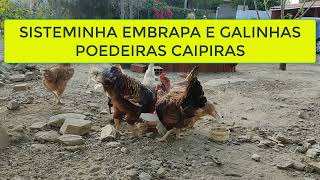 SISTEMINHA EMBRAPA E GALINHAS POEDEIRAS CAIPIRAS [upl. by Austreng]