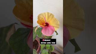 Hibiscus journey from cross pollination to blooms🌺youtubeshorts trending garden [upl. by Enneirdna]