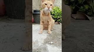 Nyanyi dulu funny humor comedy cat kucingluculucu kucinglucuiimut catvideos catlover [upl. by Leuqer129]