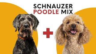 Schnauzer Poodle Mix aka The Schnoodle [upl. by Tarkany]