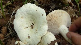 Lactarius piperatus amp Cantharellus cibarius  Mlečnice i lisičarke [upl. by Jayme898]