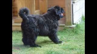 Bouvier des Flandres First 6 months of Dutch Bouvier pup Donna [upl. by Chrystel145]