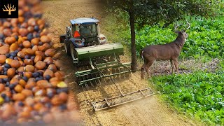 Planting Brassicas For Deer Food Plot Strategy [upl. by Freytag]