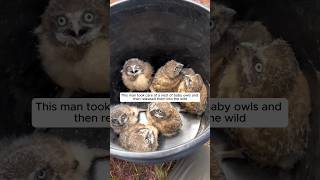 This man took care of a nest of baby owls and then animalshorts shortvideo owl [upl. by Adla845]