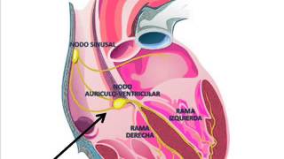 Sistema de conduccion corazon [upl. by Yrreb]