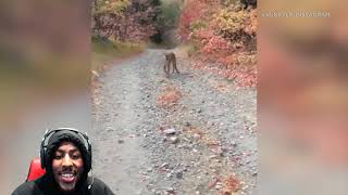 cougar stalking Utah hiker in terrifying 6minute encounter REACTION [upl. by Etteraj927]