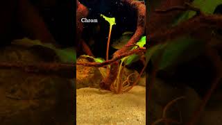 Three West African Cichlids Everyone Should Keep [upl. by Ahtekahs372]