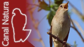 Ruiseñor común Luscinia megarhynchos Common Nightingale 4K [upl. by Tarsuss]