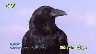 Raaf  common raven  corvus corax [upl. by Zug314]