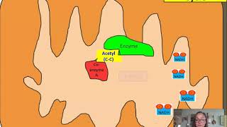 Citric Acid Cycle Krebs Cycle amp Oxidation of Pyruvate AP Biology 36 [upl. by Metzgar]