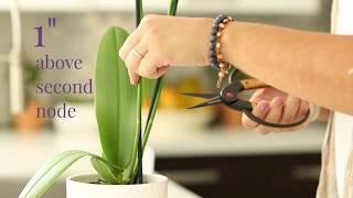 How do I care for my orchids after blooming ends [upl. by Lait]