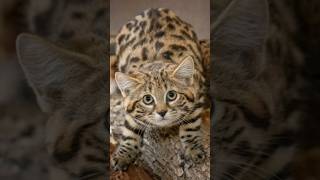 Small but deadly African blackfooted cat ApexPredator Conservation [upl. by Gorman]