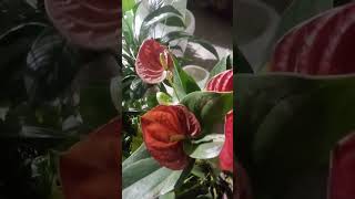 S letter ki sachchai 😂😂😂😂😂My anthurium plant [upl. by Colligan]