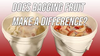 Does Bagging Your Fruit Make a Difference [upl. by Noryahs]