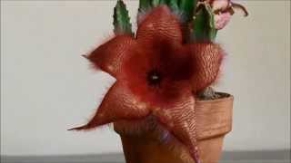 Stapelia time lapse [upl. by Neibart136]