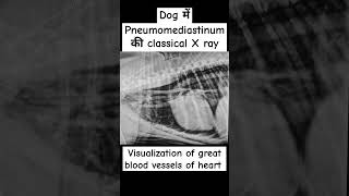 X ray of Dogpneumomediastinum in dogthoracic radiographdrrbk [upl. by Anertal]