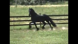 Friesian Stallion Anne 340 [upl. by Assyram]