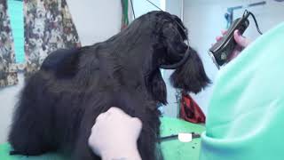 American Cocker Show Grooming  Part 2 of 2 Instruction [upl. by Ainesej]