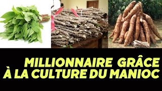 COMMENT GAGNER plusieurs MILLIONS avec LA CULTURE DU MANIOC [upl. by Lacsap680]