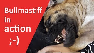 ❤ Bullmastiff in action ❤ [upl. by Oneil1]