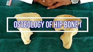 Osteology of Hip bone I Side side determination  Anatomical Position  Attachments  Applied [upl. by Verdi554]