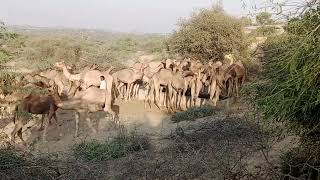 Some Camels Going’s Forest and Some camel Standing In near Forest tree down [upl. by Annaed276]