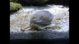 Meerwasser Schnecke  Nassarius coronatus [upl. by Kcirdled]