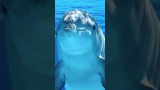 Dolphin Sound Effect Dolphin Noises shorts sound dolphin [upl. by Mroz]