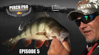 Perch Pro  EPISODE 5  The Next Level of Perch Fishing  Kanalgratisse [upl. by Labotsirhc]