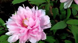 Japanese Tree Peonies in Winter Hakozaki Shrine Flower Garden [upl. by Elane]