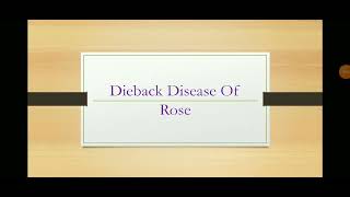 Dieback disease of rose 🌹 rose dieback  symptoms  management [upl. by Attennhoj]