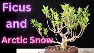 Ficus Microcarpa Tiger Bark Ficus Wrightia Antidysenterica Asian Snow Jasmine Milky Way Snowflake [upl. by Salvidor490]