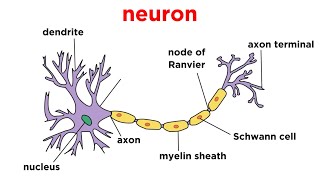 Types of Tissue Part 4 Nervous Tissue [upl. by Vinita165]