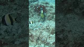 Magnificent Moorish idol hopes to share the Titan triggerfish meal and leaves with nothing [upl. by Yanehc]